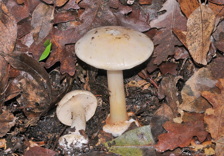 Escursione del tardo autunno nelle colline chiantigiane